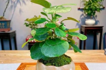 厨房招财风水也很重要 放这几种花能够招财改运