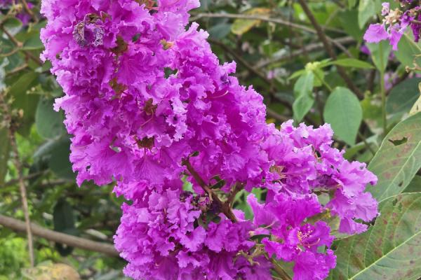 千千万万的紫薇星