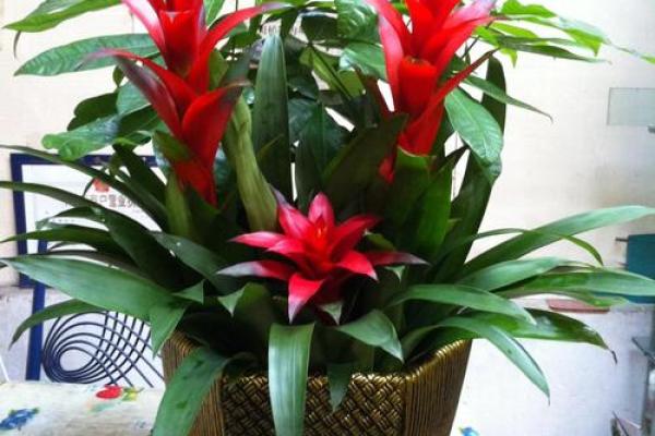 家居风水如何在家里种植菠萝为家庭带来好运 家居风水如何在家里种植菠萝为家庭带来好运