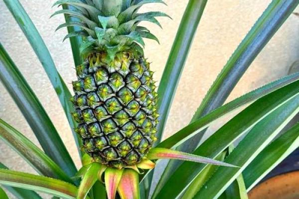 家居风水如何在家里种植菠萝为家庭带来好运 家居风水如何在家里种植菠萝为家庭带来好运