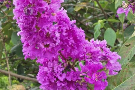 千千万万的紫薇星