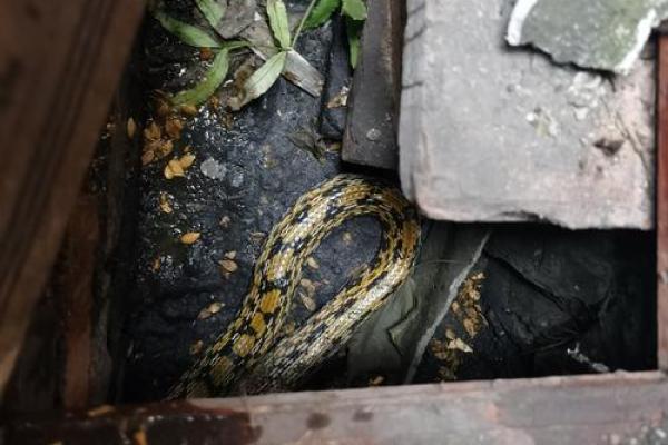 祖坟风水出现蛇鼠洞如何处理？