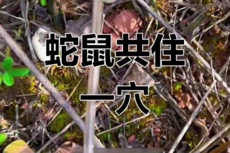 祖坟风水出现蛇鼠洞如何处理？