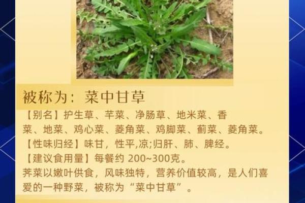 菜籽的风水作用 菜籽的风水作用