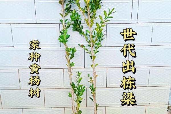 十大凶树十大吉树都是哪些风水树? 十大凶树十大吉树都是哪些风水树?