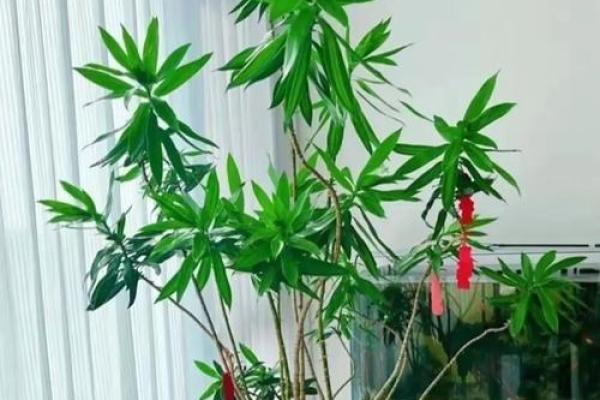 家居风水 一进门摆什么植物最好- 家居风水 一进门摆什么植物最好-