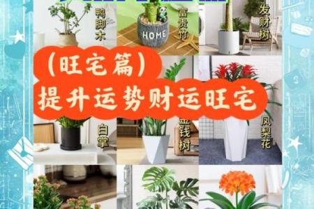 家居风水 一进门摆什么植物最好-