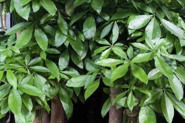 发财树风水摆放位置