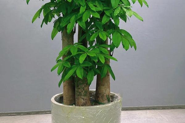 发财树风水摆放位置