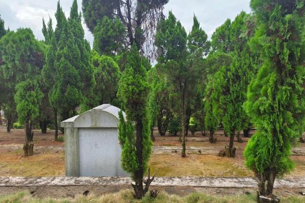 墓地种什么树好风水上有哪些讲究-