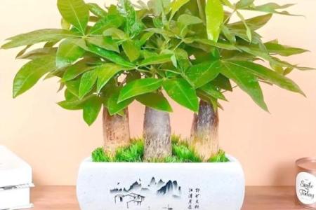 房子西边适合种什么植物风水好