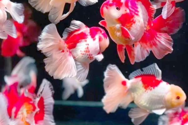 家庭养风水鱼适合哪几种? 家庭养风水鱼适合哪几种?