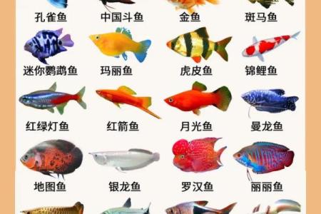 家庭养风水鱼适合哪几种？