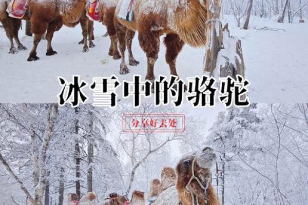在风水上看沙漠骆驼是否具有良好的作用