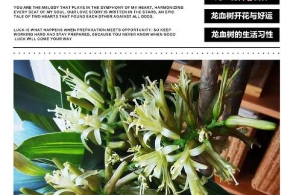 龙血树的寓意与风水作用 龙血树的寓意与风水作用