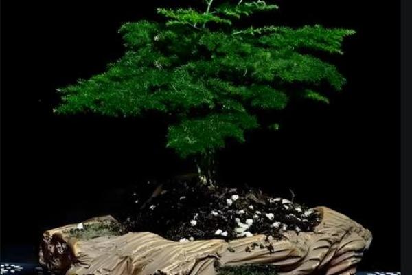 风水价值，为啥家里不能养文竹