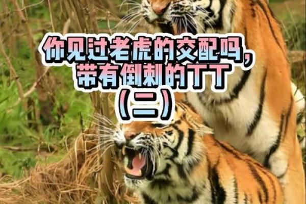虎与最佳配鱼是什么  虎的最佳配对是什么