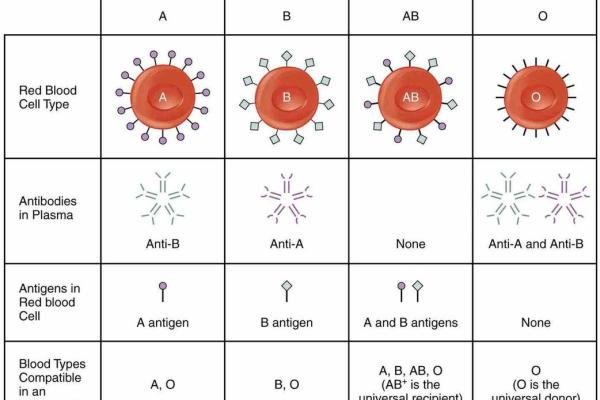 血型各国比例分析