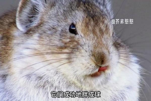 鼠和兔八字合不合 鼠兔八字相合吗