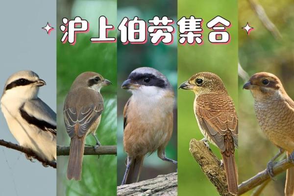 鸟算命揭秘 鸟算命揭秘