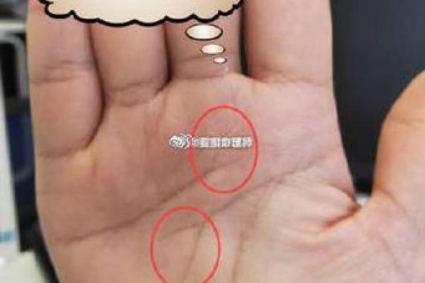 鸟算命揭秘 鸟算命揭秘