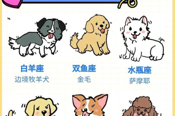 十二星座双子座的礼物有哪些动物