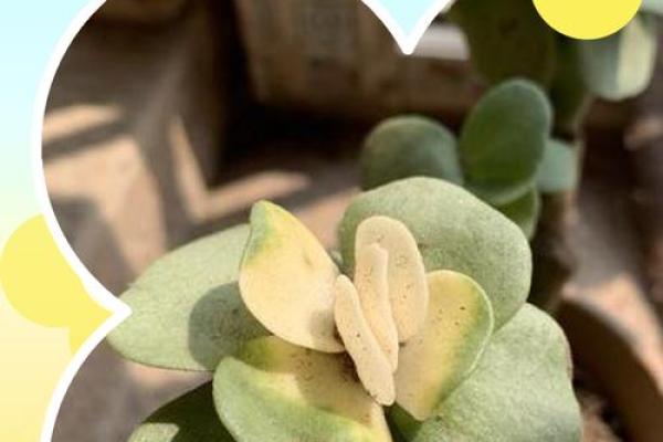 金钱木 风水 金钱木 风水