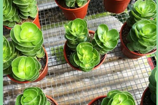 金钱木 风水 金钱木 风水