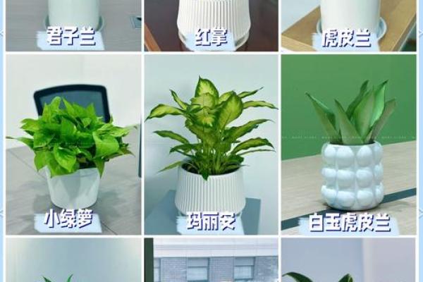 办公室养什么花风水最好适合摆放 办公室养什么花风水最好适合摆放