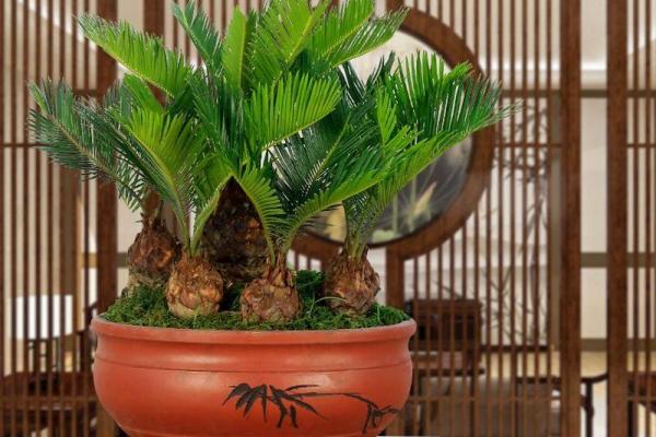 风水旺财_客厅旺财植物有哪些呢 风水旺财_客厅旺财植物有哪些呢