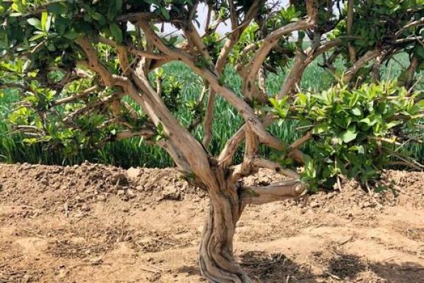 北方庭院十大吉祥之树风水树 北方庭院十大吉祥之树风水树