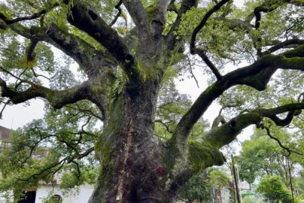 北方庭院十大吉祥之树风水树 北方庭院十大吉祥之树风水树