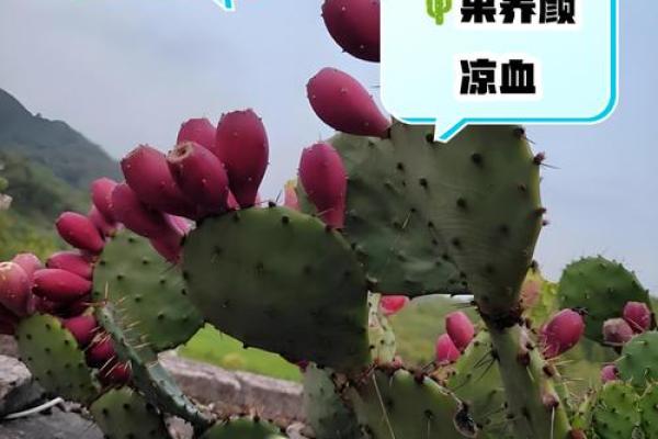 仙人掌的风水作用，仙人掌的风水作用禁忌