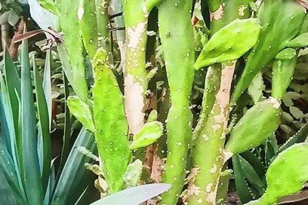 仙人掌的风水作用，仙人掌的风水作用禁忌