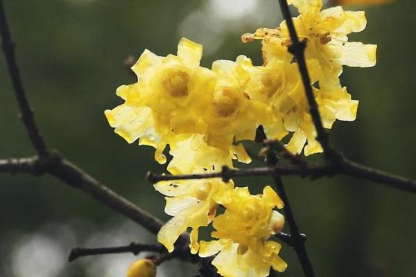 看花算命是什么意思