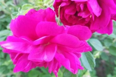 看花算命是什么意思