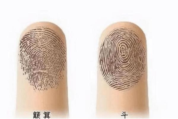 4个斗的男人是什么命 手指斗的数量代表什么命