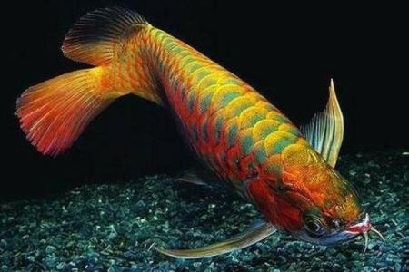 办公室养鱼风水也有讲究 不注意的话就犯了大忌