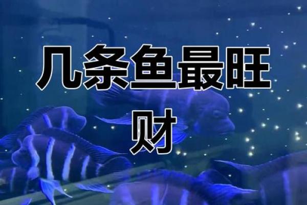 养鱼的数量风水