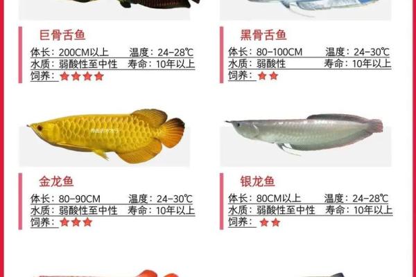 养鱼的数量风水