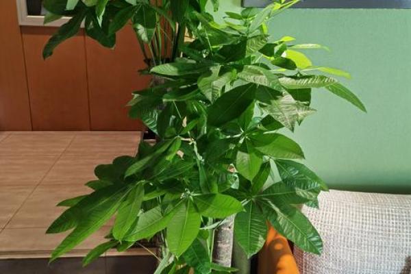 办公室摆放吉祥树好处摆放风水植物