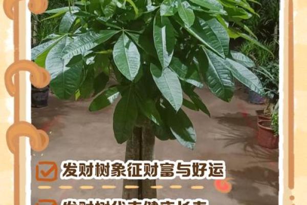 办公室摆放吉祥树好处摆放风水植物