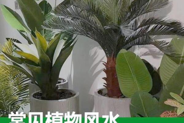 儿童卧室摆放植物风水宜忌 儿童卧室摆放植物风水宜忌
