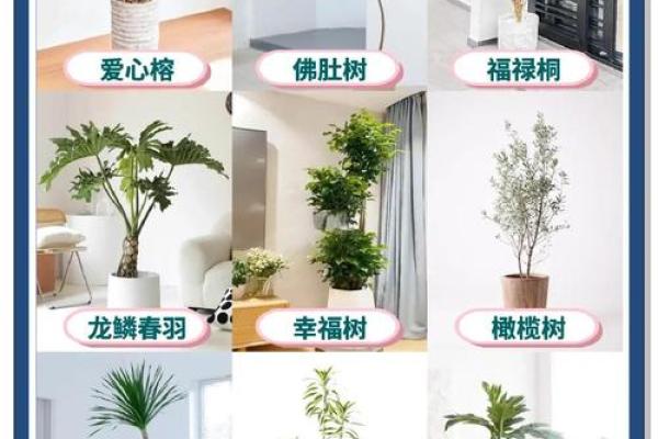 儿童卧室摆放植物风水宜忌 儿童卧室摆放植物风水宜忌