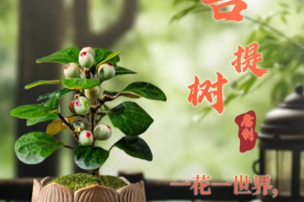 菩提树与家的风水 菩提树与家的风水