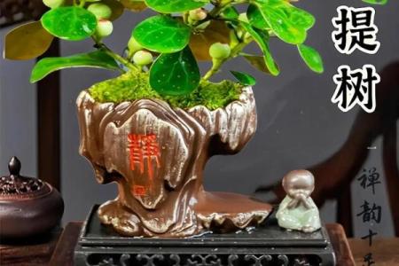 菩提树与家的风水