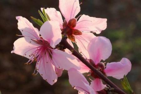 恋爱风水：摆脱烂桃花七大绝招