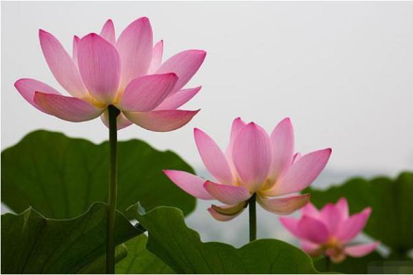 朱砂痣算命看人一辈子命运如何- 朱砂痣算命看人一辈子命运如何-