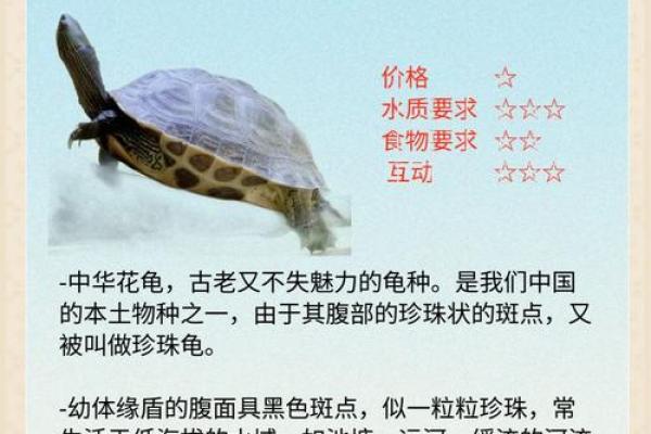 住宅养龟风水禁忌有什么说法作用 住宅养龟风水禁忌有什么说法作用