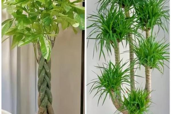 客厅植物摆放风水也有讲究 这些你都了解吗 客厅植物摆放风水也有讲究 这些你都了解吗